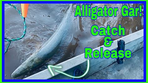 Alligator Gar Catch And Release Fishing For River Monsters With Cut Bait