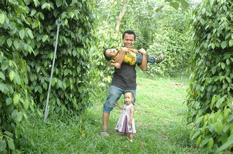 Terdapat dua jenis hasil panen dari lada yaitu lada hitam dan lada putih, sebenarnya lada hitam ataupun lada putih adalah dari jenis. Fathinz:The wedding planner {and kids}:Parenting ...