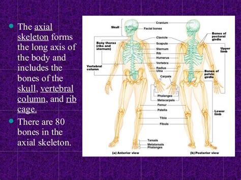 Skeletal System Axil And Appendicular Skeleton Powerpoint Chapter