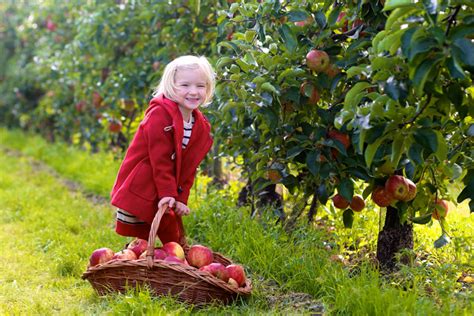 The Best Apple Orchards In South Dakota