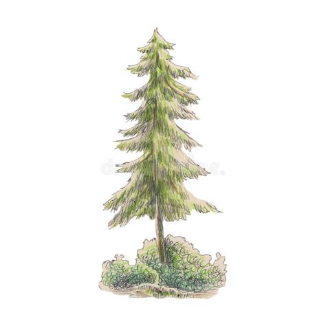 Watercolor Spruce Tree With Grass Isolated On A White Background Stock