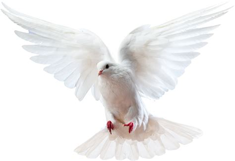 Photo By Armanda V Flying Pigeon Pigeon White Doves