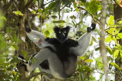 Madagascar Biodiversity Fund Fapbm 2019 Jrs Biodiversity Foundation