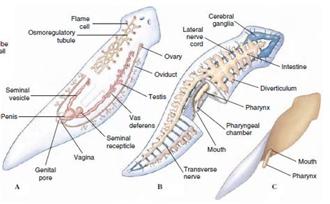 Platyhelminthes Anatomy