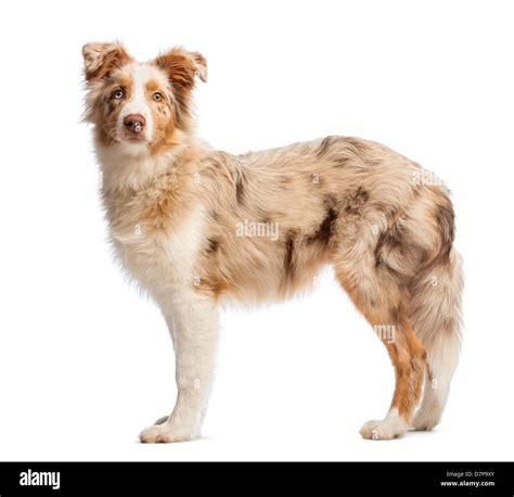 Australian Shepherd Puppy 5 Months Old Standing And Looking At The