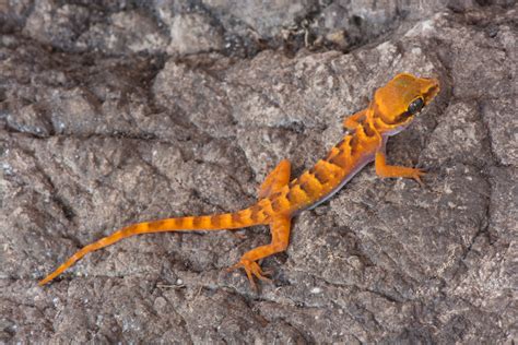 Amazing New Geckos Discovered In Myanmar — Just As Their Limestone