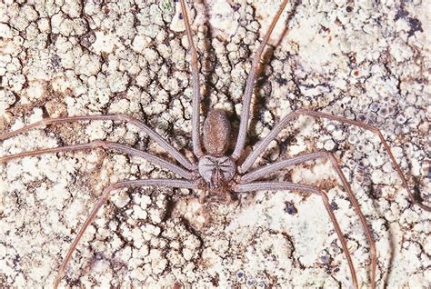 Spiders And Spider Bites In South Africa What Parents Need To Know Life