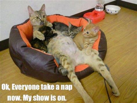 Funny Cat Naps Dump A Day