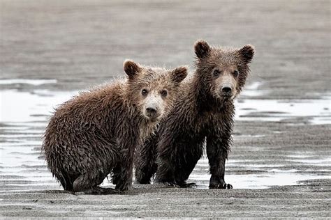 Curious Brown Bear Cubs By Linda D Lester Bear Cubs Brown Bear Bear