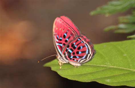 Butterfly Borneo © Kari Carrington Borneo Insects Animals
