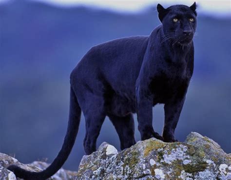Various Breeding Big Cats Now Seen In The British Countryside Hubpages