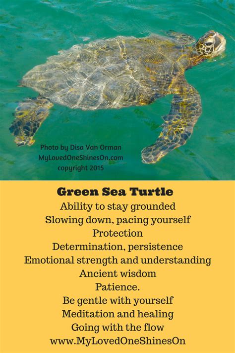Green Sea Turtle Animal Spirit Turtle Spirit Animal
