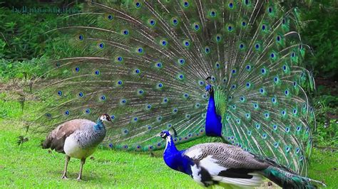 Amazing White Peacock Dance • Blue White Pied Peacock Youtube