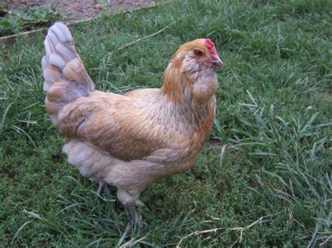Americaunas Ees Beautiful Chicks Pics Backyard Chickens Learn How To Raise Chickens