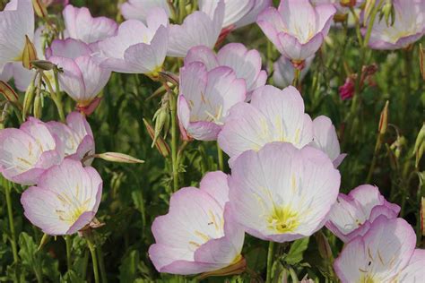 how to grow and care for evening primrose luxe abode