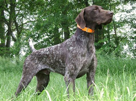 Fieldmasters Shorthairs German Shorthaired Pointer Puppies For Sale