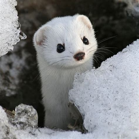 Baby Animal Of The Day 111609 Snow Weasel