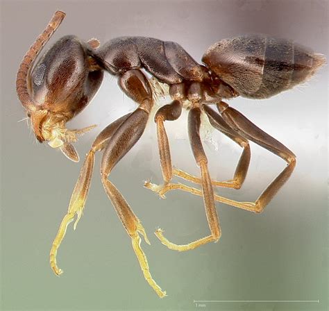 Identifying Insects By Smell Part 2 Odorous House Ants Insect