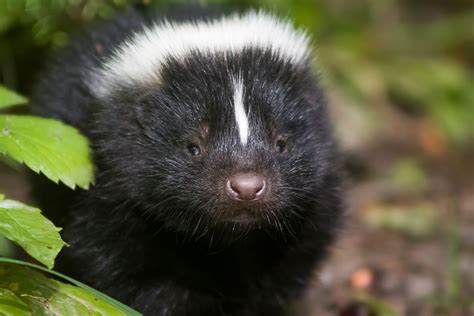 Splendid Facts About Skunks You Might Not Know Cottage Life Skunk Images And Photos Finder