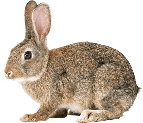 Rabbit Png Clipart Black White And Brown Transparent Rabbits Images