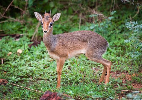 Small Antelope Dik Dik In Africa High Quality Animal