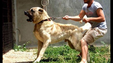 Check out our turkish kangal selection for the very best in unique or custom, handmade pieces from our shops. Turkish Kangal Dog | Kangal, Perros enormes, Razas de perros