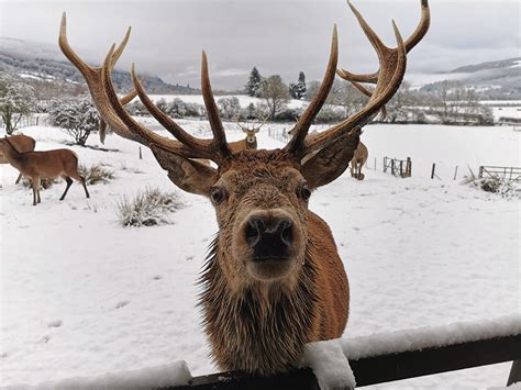 10 Fun Facts About Red Deer Highland Safaris