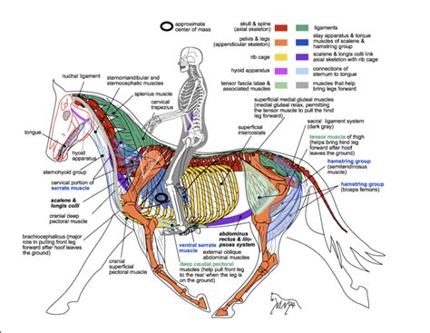 Horse Anatomy Front View