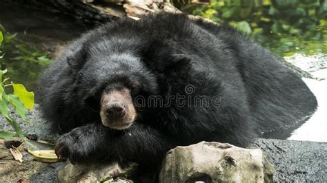 Asiatic Black Bear Stock Image Image Of Face Black 152456899