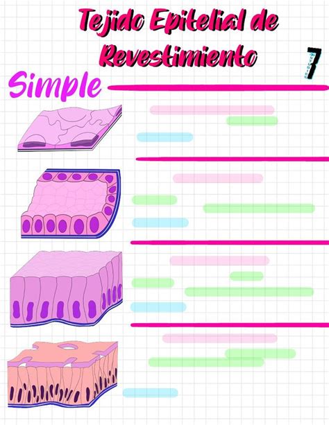 Tejido Epitelial De Revestimiento SIMPLE Apuntes De Medicina