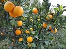 Nos variétés d’orangers | Pépinière Passiflore