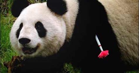 Panda Freed Into Wild Found Dead Cbs News