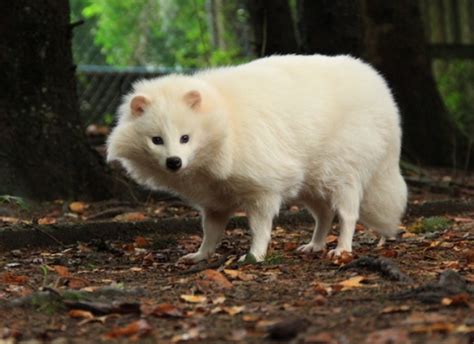 7 Wild Animals That People Think Of As Dogs Hubpages