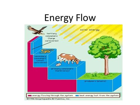 Energy Flow