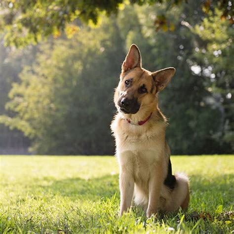 15 Smartest Dog Breeds According To Science