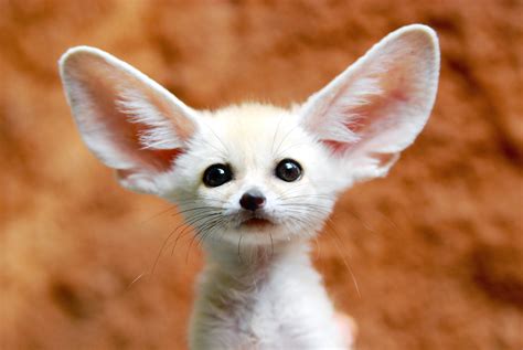 Where To Find The Cutest Most Amazing Animals On The Web