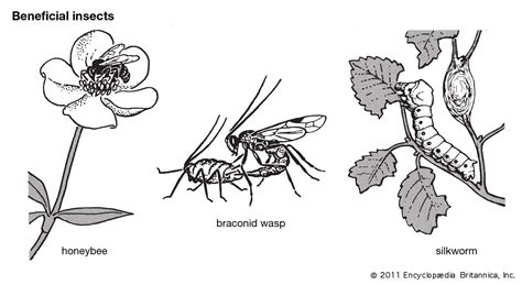 Insect Kids Britannica Kids Homework Help