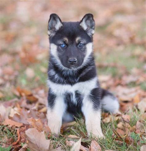 German Shepherd Husky Mix Puppies For Sale In Michigan Petsidi