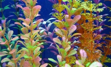 9 Best Flowering Aquarium Plants Underwater And Overwater