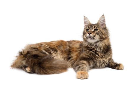 The maine coon cat is one of the largest domesticated breeds of felines. Should I Choose a Male or Female Maine Coon? ⋆ Sassy Koonz
