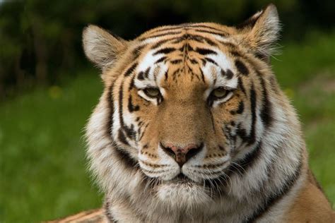Sibirischer Tiger Panthera Tigris Altaica Schöpfung