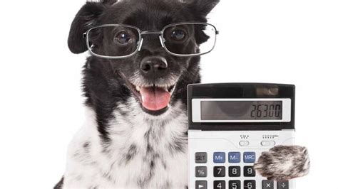 Calculator To Convert Dog Years To Human Years Based On The Breed