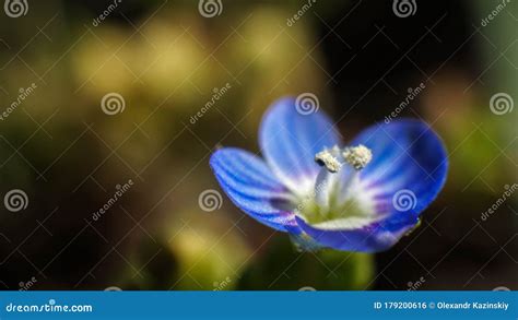 Adorable Little Blue Flower Beautiful Spring Nature Stock Photo