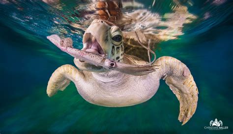 Wallpaper Nature Animals Depth Of Field Turtle Underwater Water