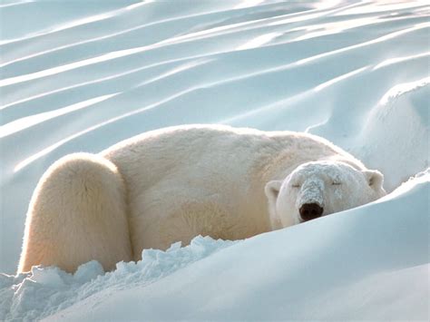 Knowledge Of Animals Polar Bear
