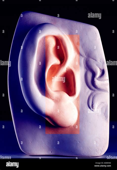 The Ear Stock Photo Alamy