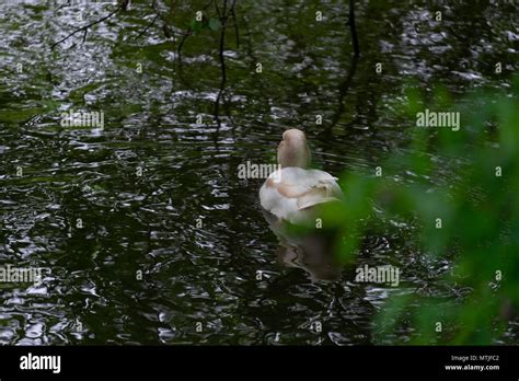 White Mallard Duck Stock Photo Alamy