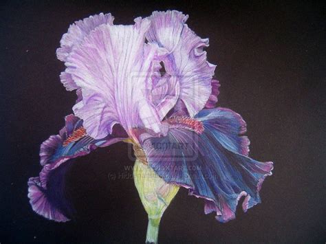 Beautiful Colored Pencil Drawing Iris Art Iris Drawing Flower Artwork