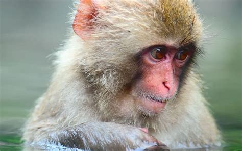 Monkeys Monkey Animal Japanese Macaque Hd Wallpaper Peakpx