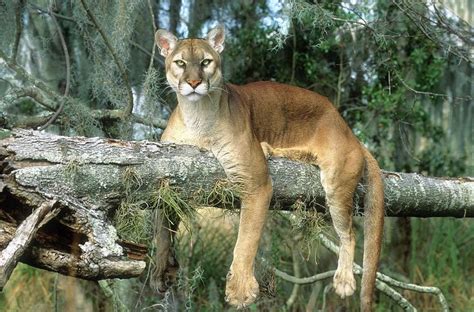 Image Result For Florida Panther In Tree Florida Panther Big Cat